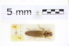 Foto (Dorsalansicht) von Ectamenogonus ingridae (Schimmel, 1999) (NHMW-ZOO-COL-0008409)